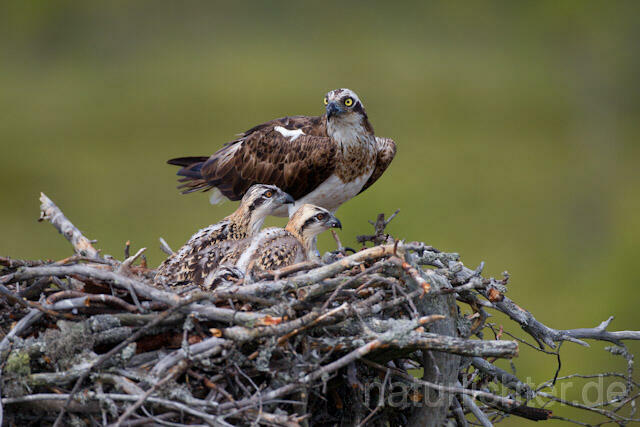 R7855 Fischadler am Horst, Osprey at nest - Christoph Robiller