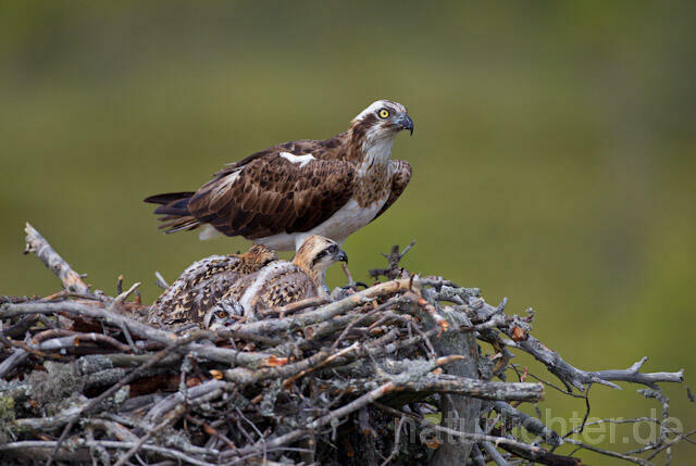 R7856 Fischadler am Horst, Osprey at nest - Christoph Robiller