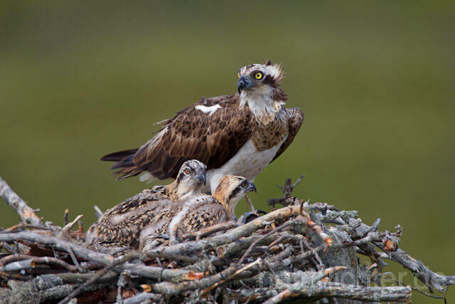 R7857 Fischadler am Horst, Osprey at nest - Christoph Robiller