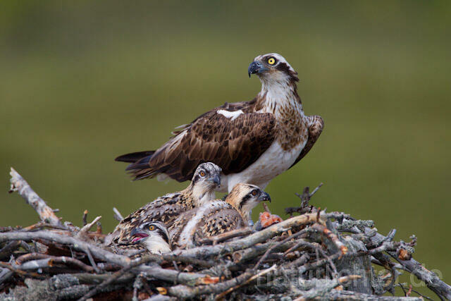 R7858 Fischadler am Horst, Osprey at nest - Christoph Robiller