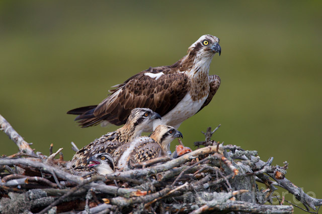 R7859 Fischadler am Horst, Osprey at nest - Christoph Robiller