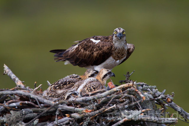 R7860 Fischadler am Horst, Osprey at nest - Christoph Robiller