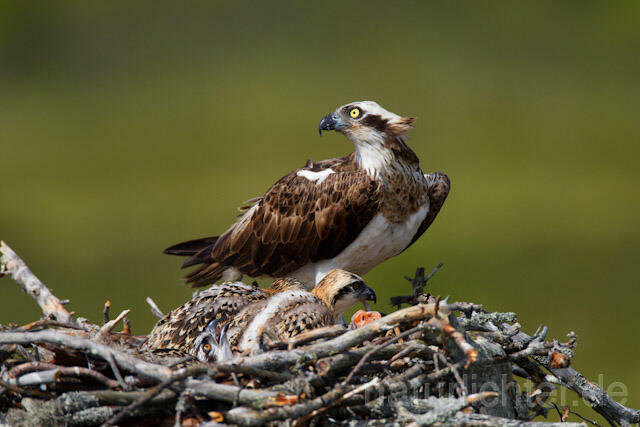 R7861 Fischadler am Horst, Osprey at nest - Christoph Robiller