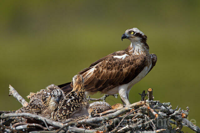 R7862 Fischadler am Horst, Osprey at nest - Christoph Robiller