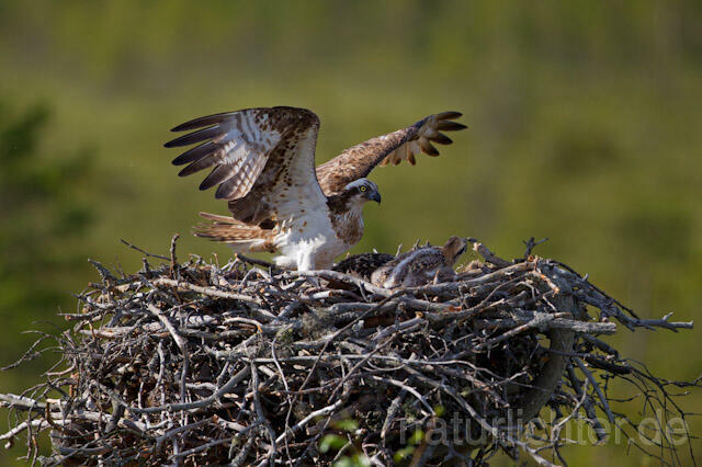R7878 Fischadler am Horst, Osprey at nest - Christoph Robiller
