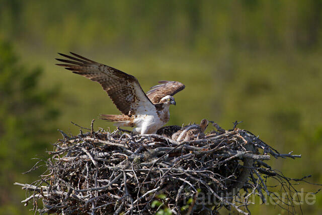 R7879 Fischadler am Horst, Osprey at nest - Christoph Robiller