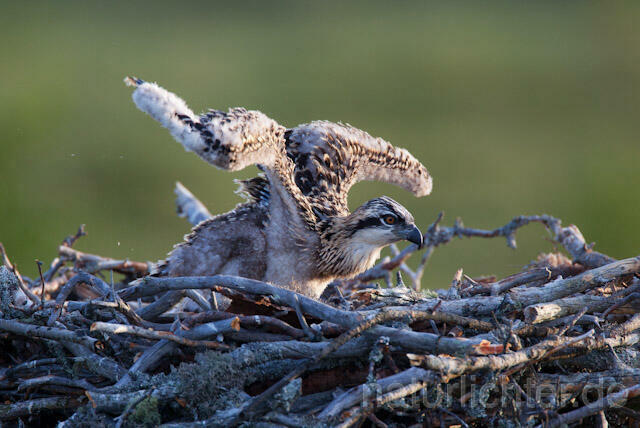 R7911 Fischadler, Jungvogel im Nest , Osprey fledgling - Christoph Robiller