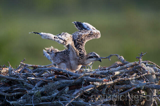 R7912 Fischadler, Jungvogel im Nest, Osprey fledgling - Christoph Robiller