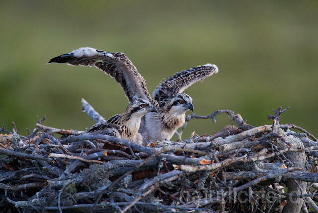 R7915 Fischadler, Jungvogel im Nest, Osprey fledgling - Christoph Robiller