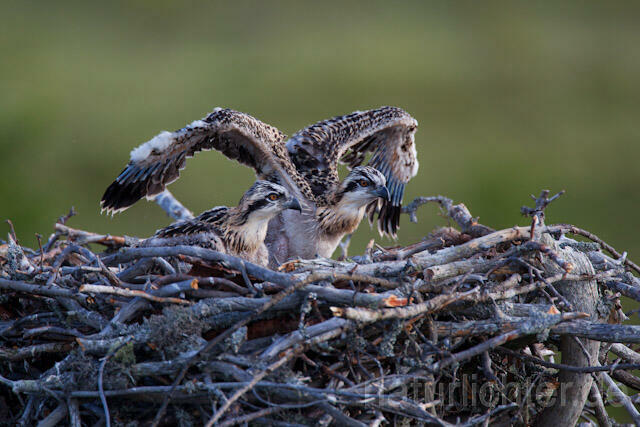 R7916 Fischadler, Jungvogel im Nest, Osprey fledgling - Christoph Robiller