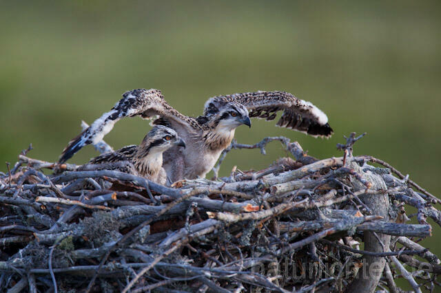 R7917 Fischadler, Jungvogel im Nest, Osprey fledgling - Christoph Robiller