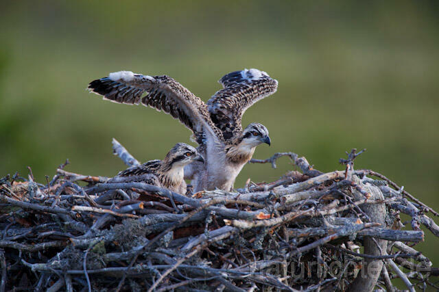 R7918 Fischadler, Jungvogel im Nest, Osprey fledgling - Christoph Robiller