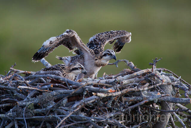 R7919 Fischadler, Jungvogel im Nest, Osprey fledgling - Christoph Robiller