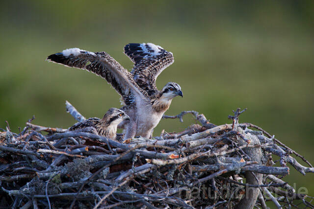 R7920 Fischadler, Jungvogel im Nest, Osprey fledgling - Christoph Robiller