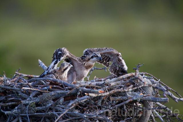 R7921 Fischadler, Jungvogel im Nest, Osprey fledgling - Christoph Robiller