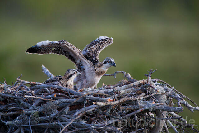 R7922 Fischadler, Jungvogel im Nest, Osprey fledgling - Christoph Robiller