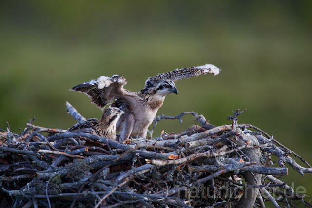R7923 Fischadler, Jungvogel im Nest, Osprey fledgling - Christoph Robiller