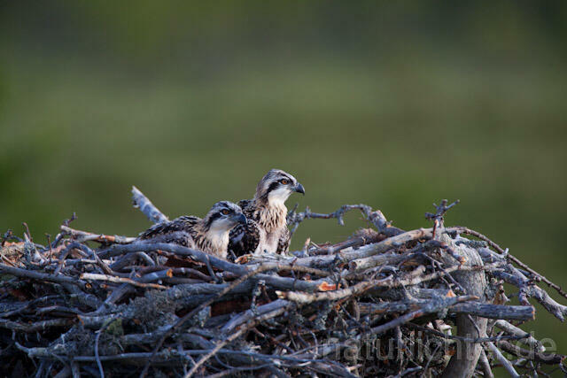 R7924 Fischadler, Jungvogel im Nest, Osprey fledgling - Christoph Robiller