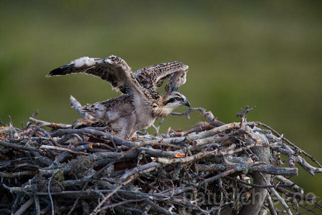 R7925 Fischadler, Jungvogel im Nest, Osprey fledgling - Christoph Robiller