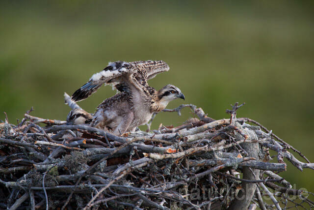 R7926 Fischadler, Jungvogel im Nest, Osprey fledgling - Christoph Robiller