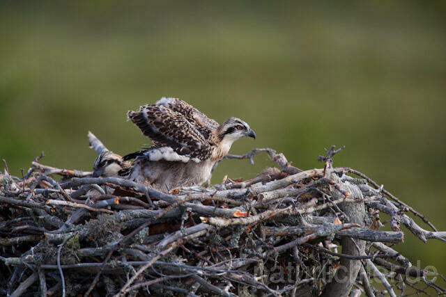 R7927 Fischadler, Jungvogel im Nest, Osprey fledgling - Christoph Robiller
