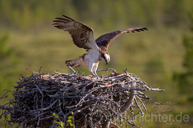 R7928 Fischadler am Horst, Osprey at nest - Christoph Robiller