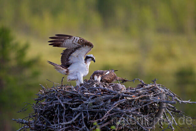 R7929 Fischadler am Horst, Osprey at nest - Christoph Robiller