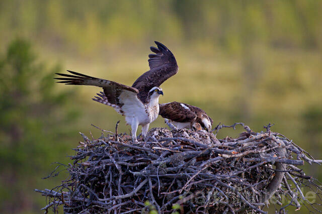 R7930 Fischadler am Horst, Osprey at nest - Christoph Robiller