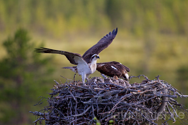 R7931 Fischadler am Horst, Osprey at nest - Christoph Robiller