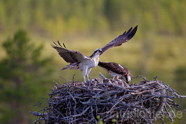 R7932 Fischadler am Horst, Osprey at nest - Christoph Robiller