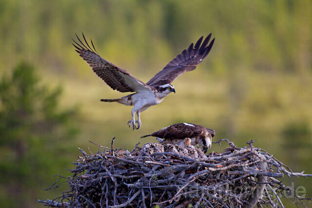 R7933 Fischadler am Horst, Osprey at nest - Christoph Robiller