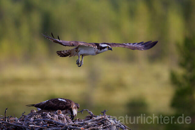 R7936 Fischadler im Flug am Horst, Osprey flying at nest - Christoph Robiller