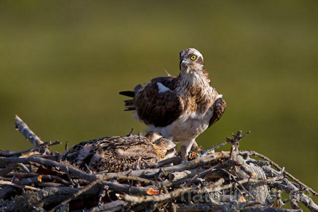 R7943 Fischadler am Horst, Osprey at nest - Christoph Robiller