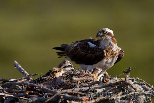 R7945 Fischadler am Horst, Osprey at nest - Christoph Robiller