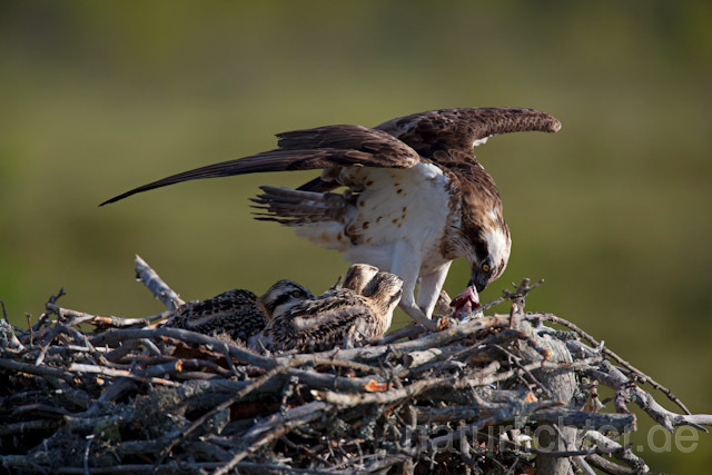 R7946 Fischadler am Horst, Osprey at nest - Christoph Robiller