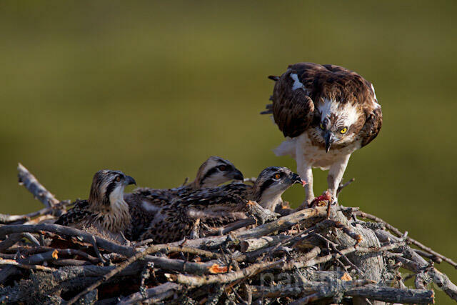 R7949 Fischadler am Horst, Osprey at nest - Christoph Robiller