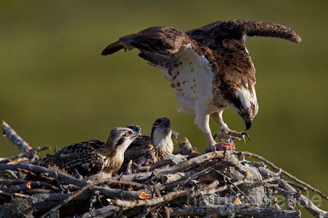 R7950 Fischadler am Horst, Osprey at nest - Christoph Robiller