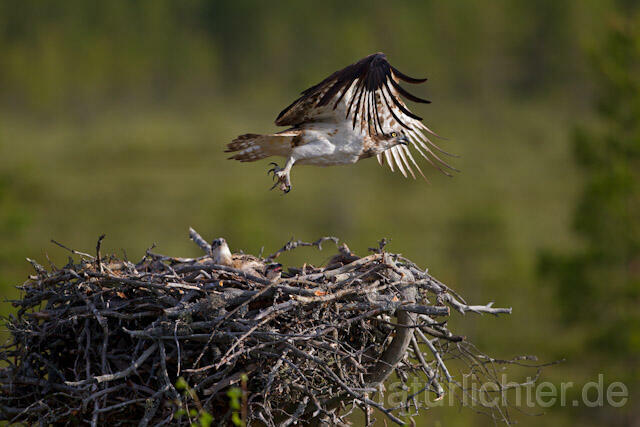 R7951 Fischadler am Horst, Osprey at nest - Christoph Robiller