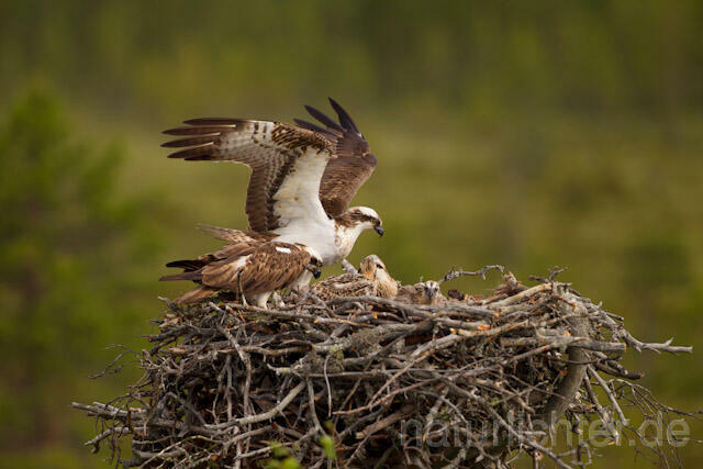 R7973 Fischadler, Paar am Horst, Osprey at nest - Christoph Robiller