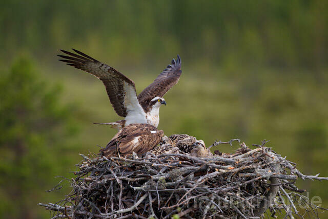 R7974 Fischadler, Paar am Horst, Osprey at nest - Christoph Robiller