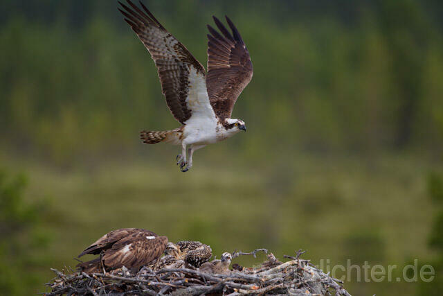R7975 Fischadler, Paar am Horst, Osprey at nest - Christoph Robiller