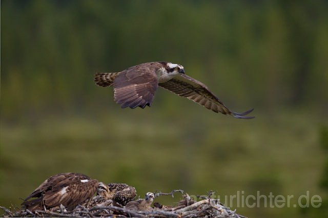 R7976 Fischadler, Paar am Horst, Osprey at nest - Christoph Robiller