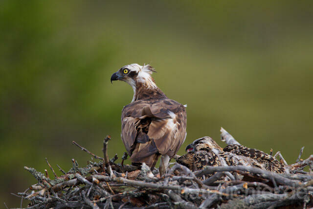 R7978 Fischadler am Horst, Osprey at nest - Christoph Robiller