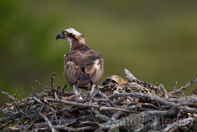 R7979 Fischadler am Horst, Osprey at nest - Christoph Robiller