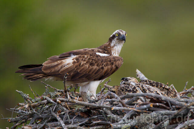 R7981 Fischadler am Horst, Osprey at nest - Christoph Robiller