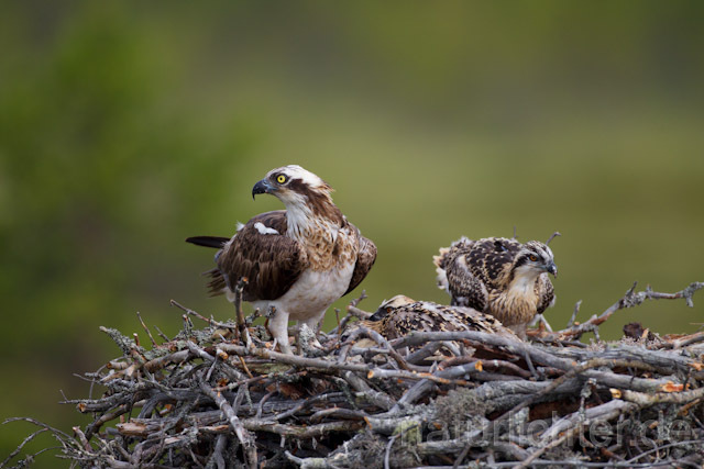 R7982 Fischadler am Horst, Osprey at nest - Christoph Robiller