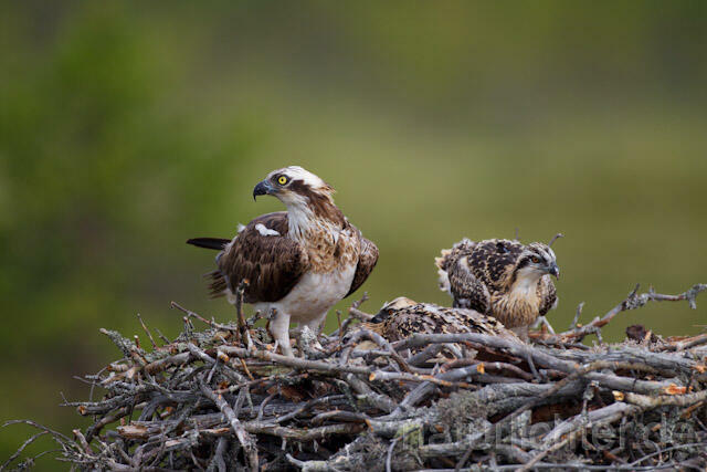 R7982 Fischadler am Horst, Osprey at nest - Christoph Robiller