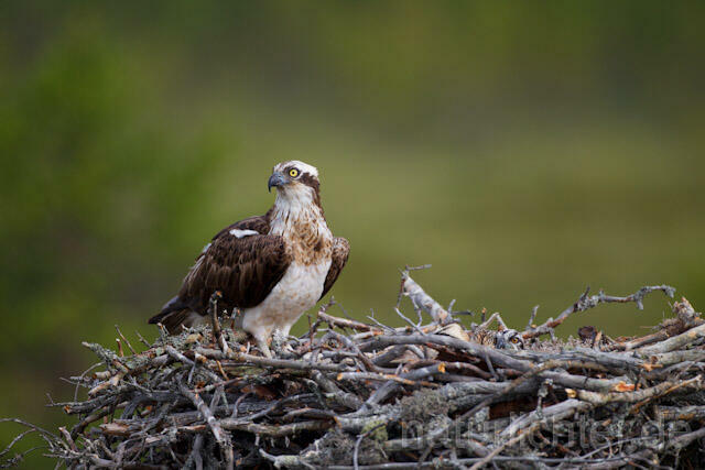 R7983 Fischadler am Horst, Osprey at nest - Christoph Robiller