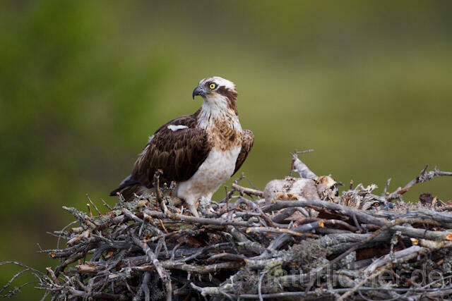 R7984 Fischadler am Horst, Osprey at nest - Christoph Robiller