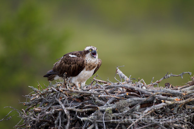 R7985 Fischadler am Horst, Osprey at nest - Christoph Robiller